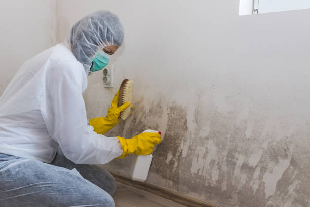 Best Commercial Mold Inspection  in Parks, AZ